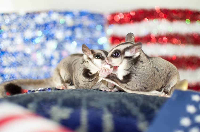 82478813 s Sugar Gliders as Pets: Cost to Buy, Legalities, Dangers, and More Info