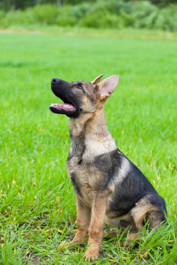 how intelligent is a german shepherd