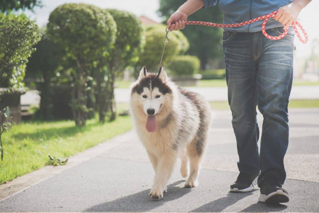 are alaskan huskies easy to train