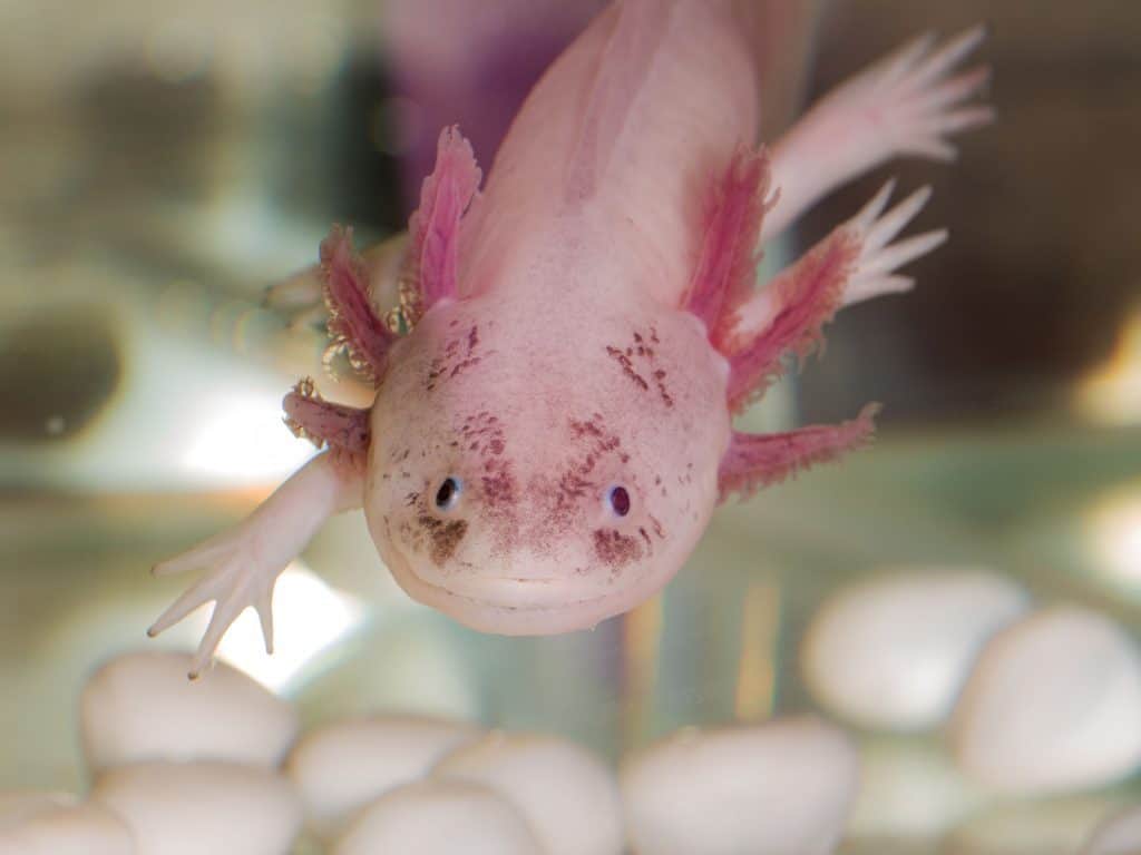 83868404 m What is an Axolotl? A Complete Species Guide for Beginners