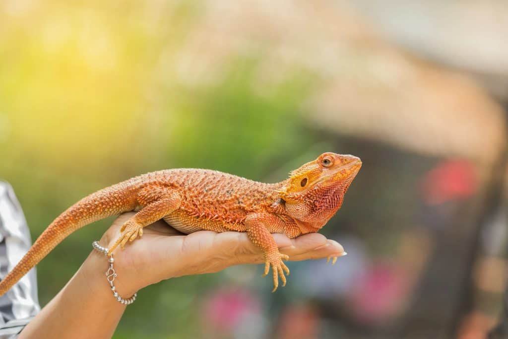 What You Need To Know Before Owning a Bearded Dragon - AZPetVet