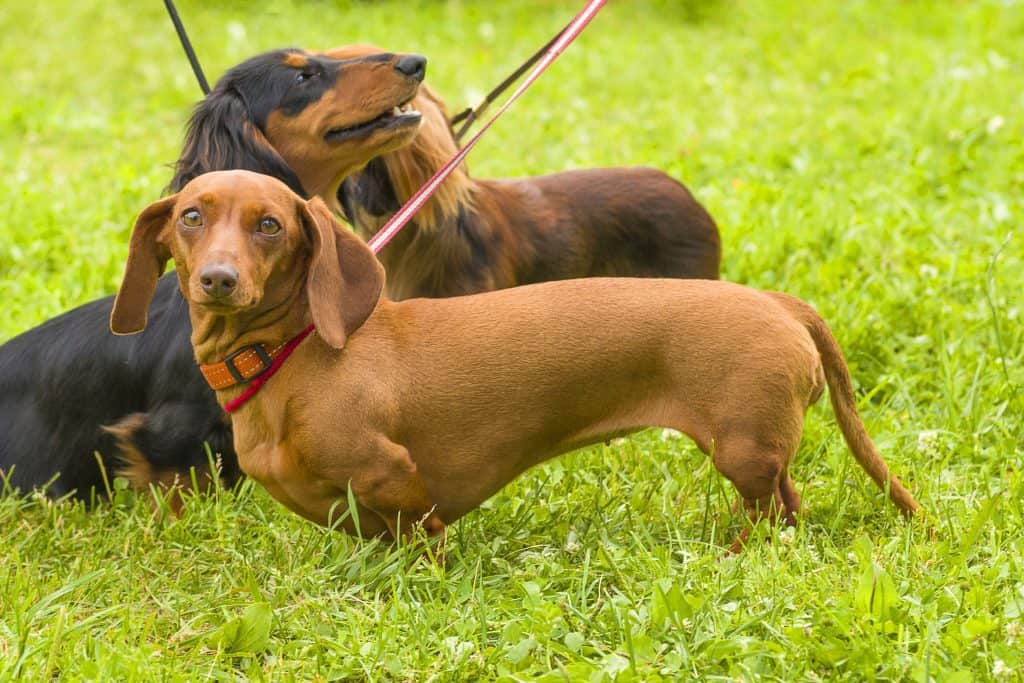 84718727 m Dachshund Temperament: What's it Like Owning One?