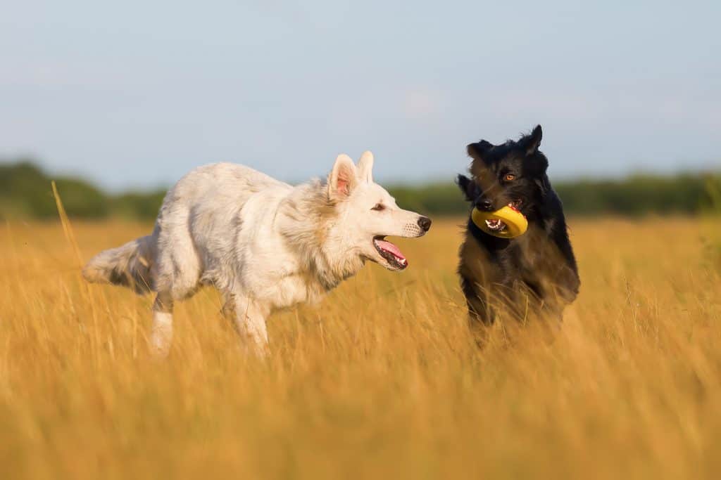 Mini German Shepherds: Everything You Could Want to Know