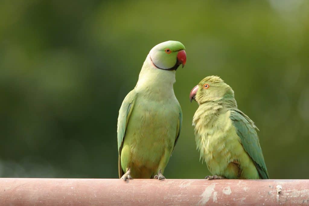 85736181 m Can Parakeets Talk At All?