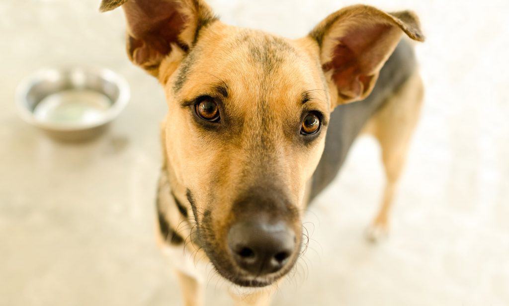 Can german shepherds eat chicken sale