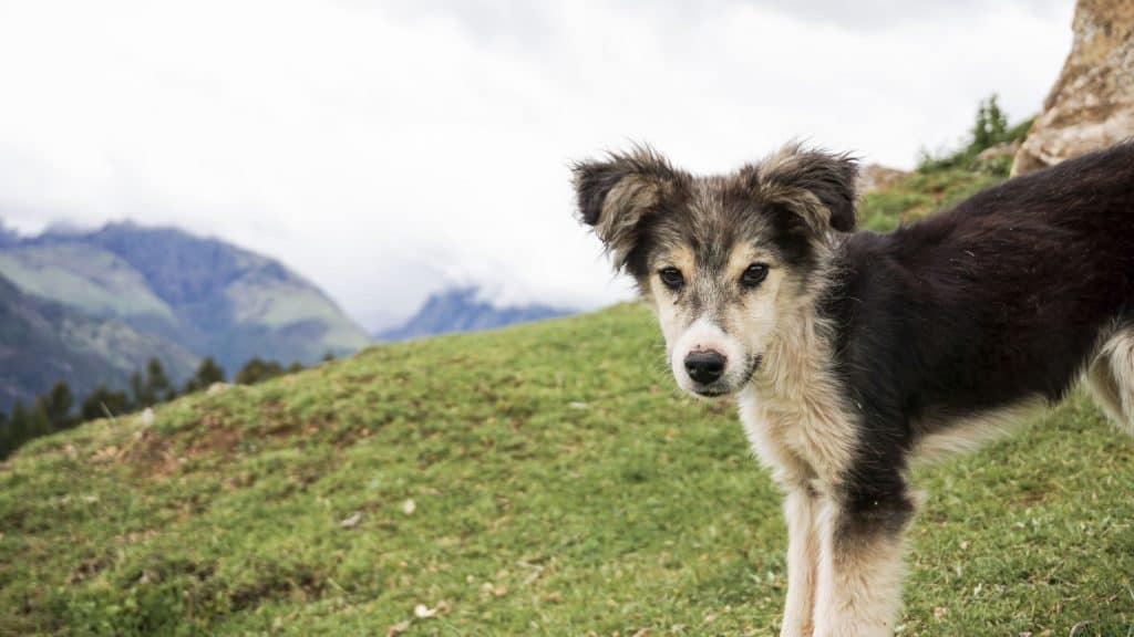 are husky lab mixes good dogs