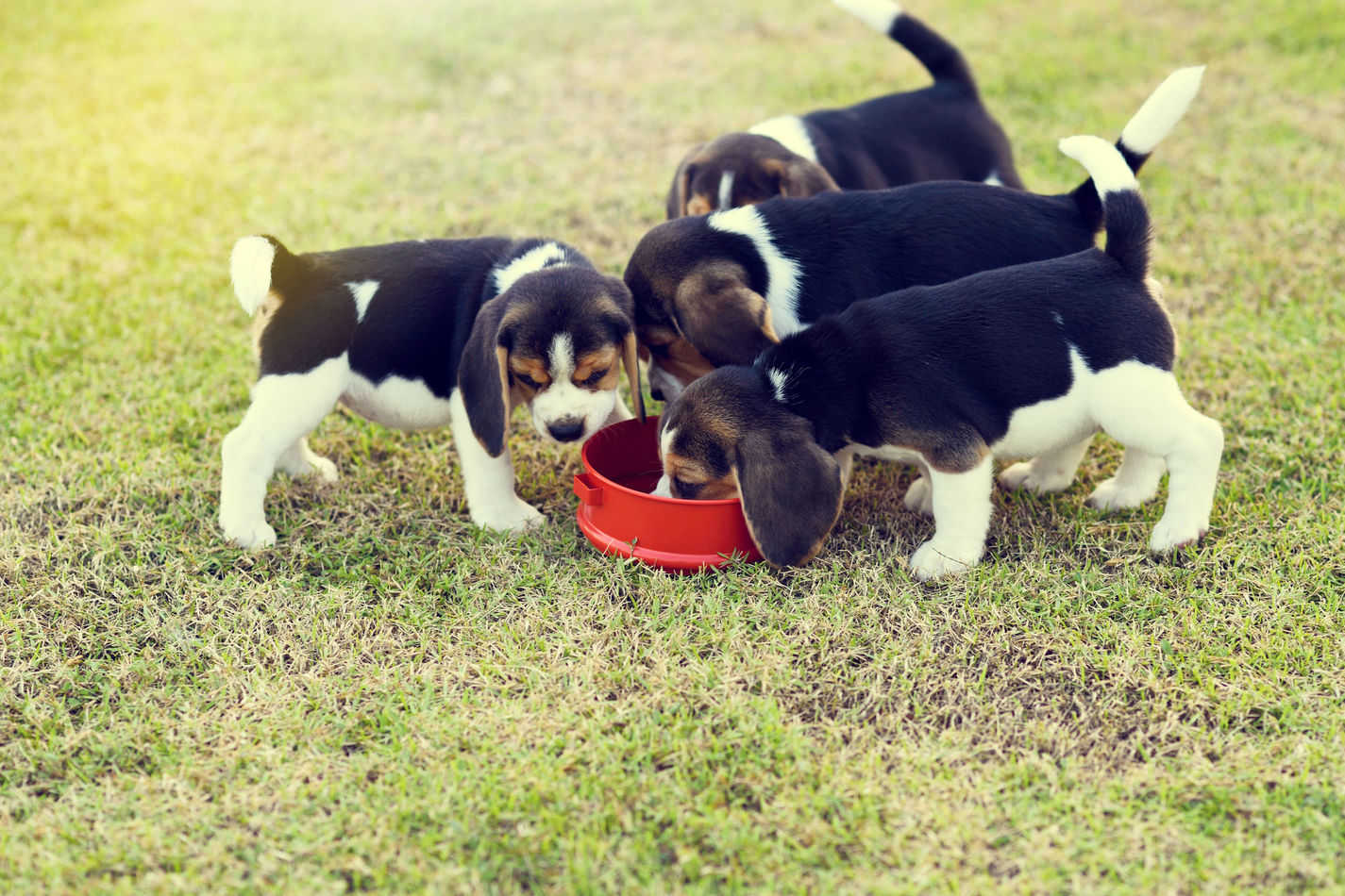 The Ultimate Guide to What Beagles Can (And Can't) Eat - Embora Pets