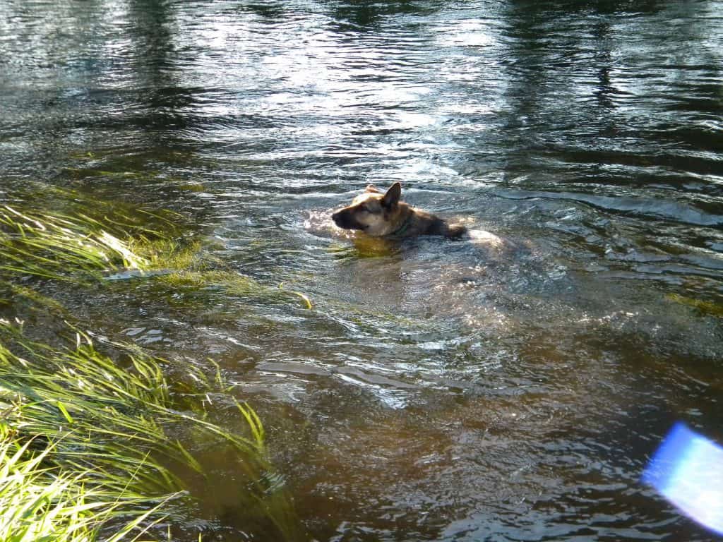 can german shepherd dogs swim