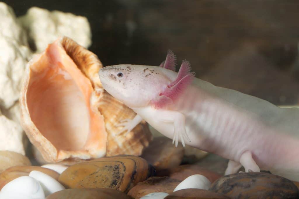 Pink Axolotl A Beginner S Guide With Pics Cost To Buy And Care Info Embora Pets