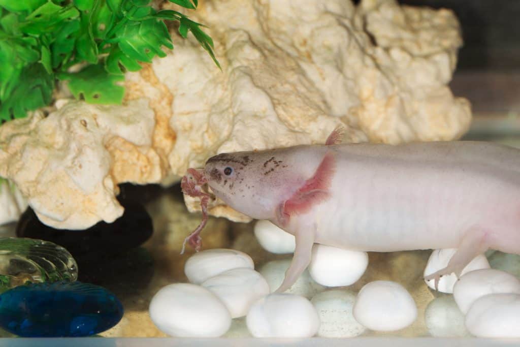 Adult Axolotl Food 1/4 Soft Moist Sinking Pellets for Axolotls, Shrimp,  Snails, Large Tropical Fish Rangen Salmon Sinking Pellets. Aquatic Foods