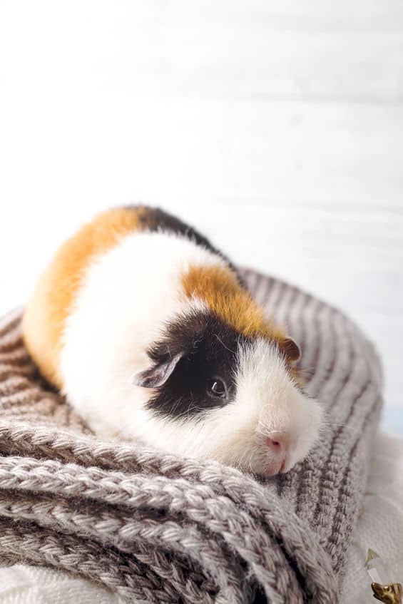 Guinea Pigs as Pets: 17 Things to Know Before Getting One