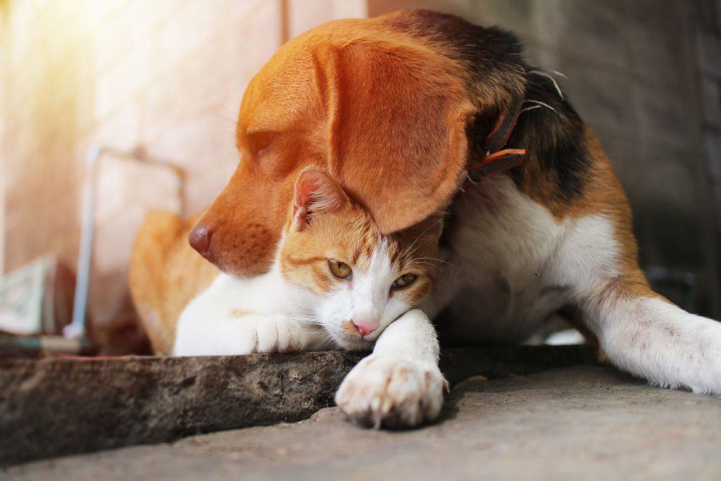 89956886 m Do Beagles Get Along with Cats?