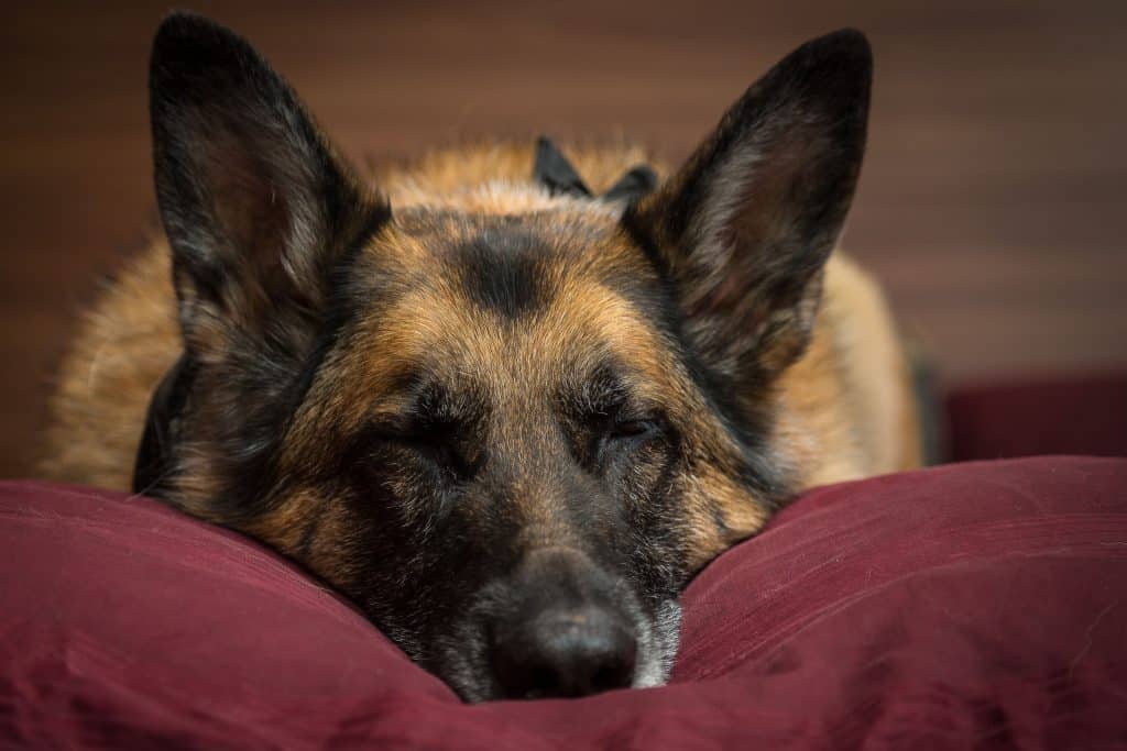 90598700 m How Much Sleep Should a German Shepherd Have?