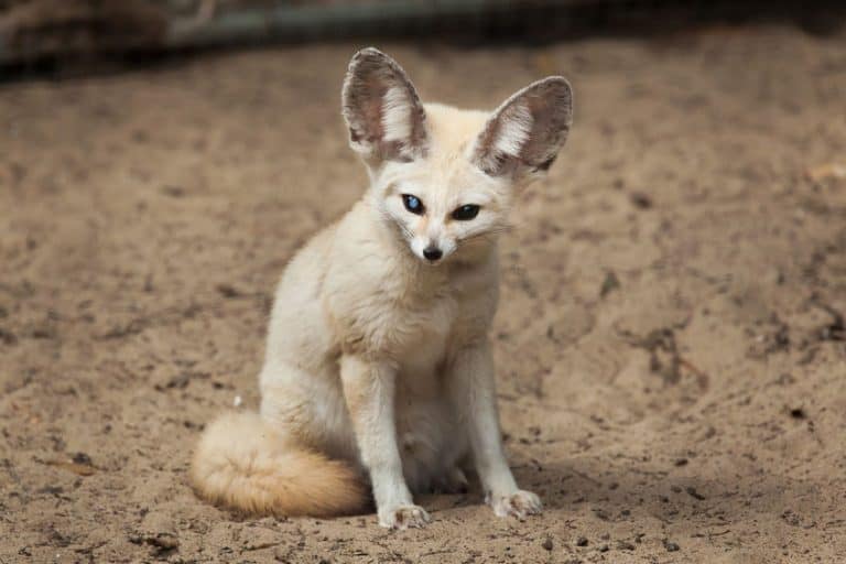 Fennec Foxes as Pets: Cost to Buy, Legalities, and Ease of Care ...