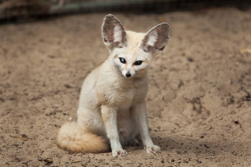 fennec fox legal