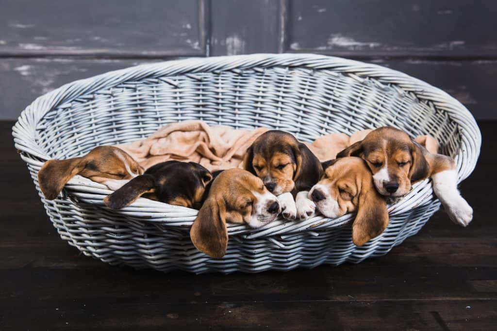 beagle dogs for rehoming