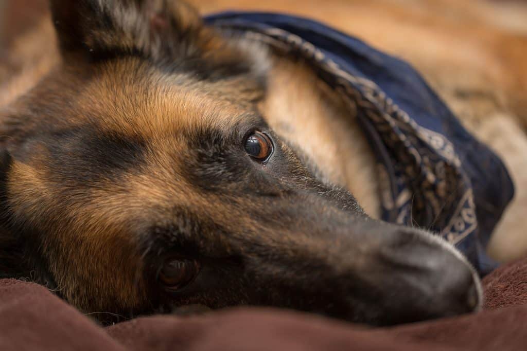 do german shepherds sleep a lot