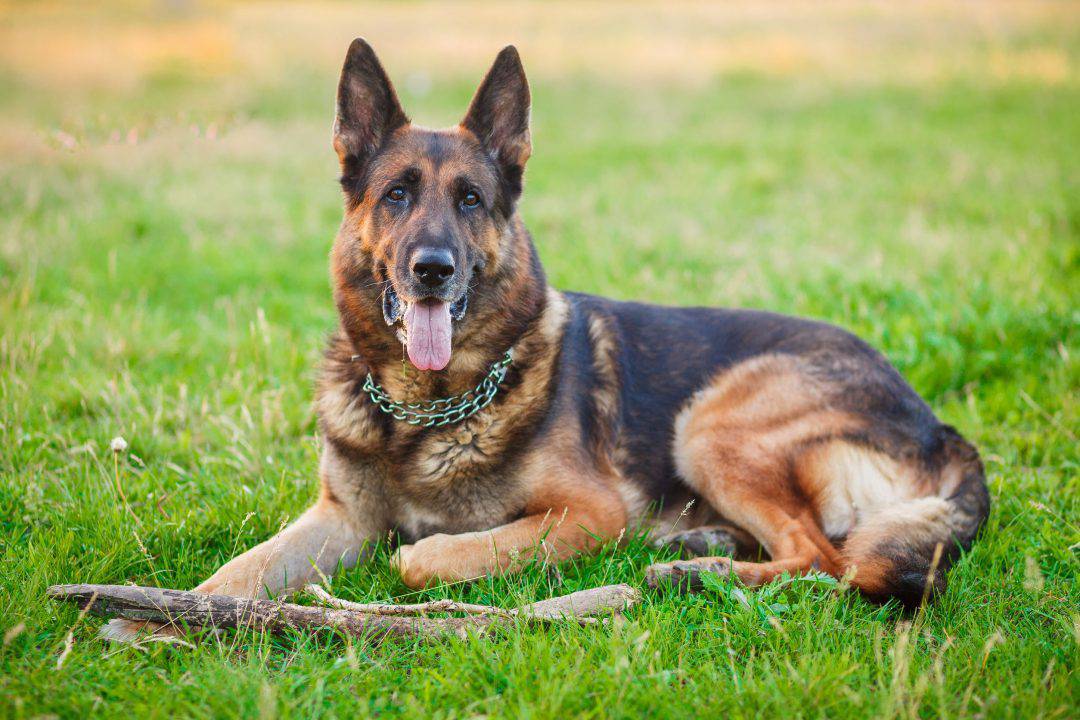 German Sheperd Dogs - What Were GSDs Bred For? - Embora Pets