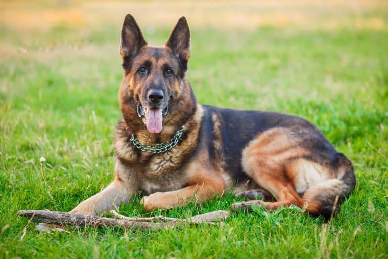 German Sheperd Dogs – What Were GSDs Bred For?