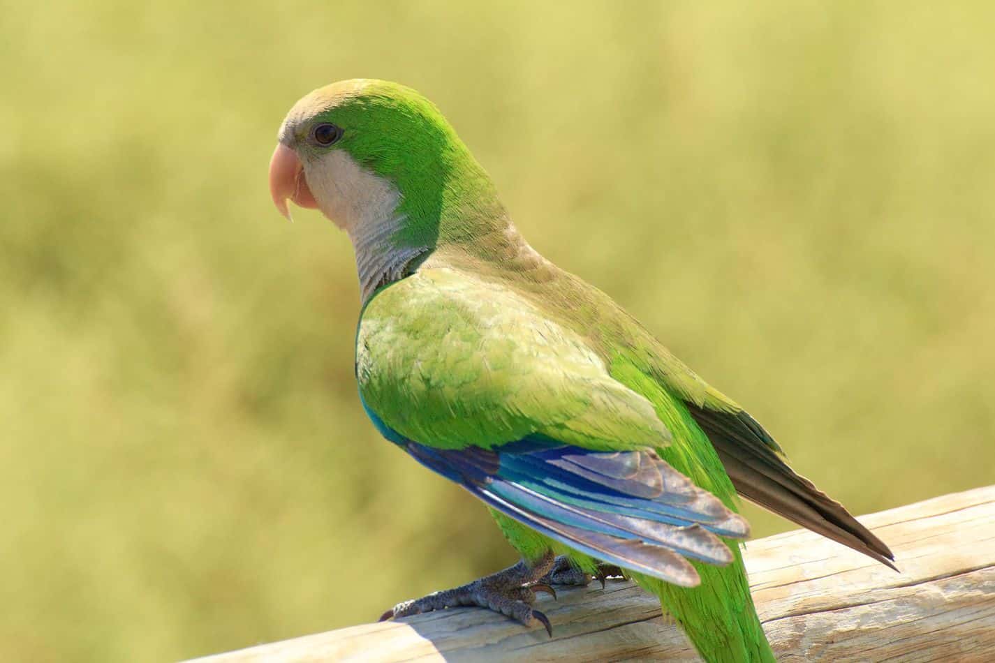 Quaker Parakeets Everything You Need to Know Before Getting One