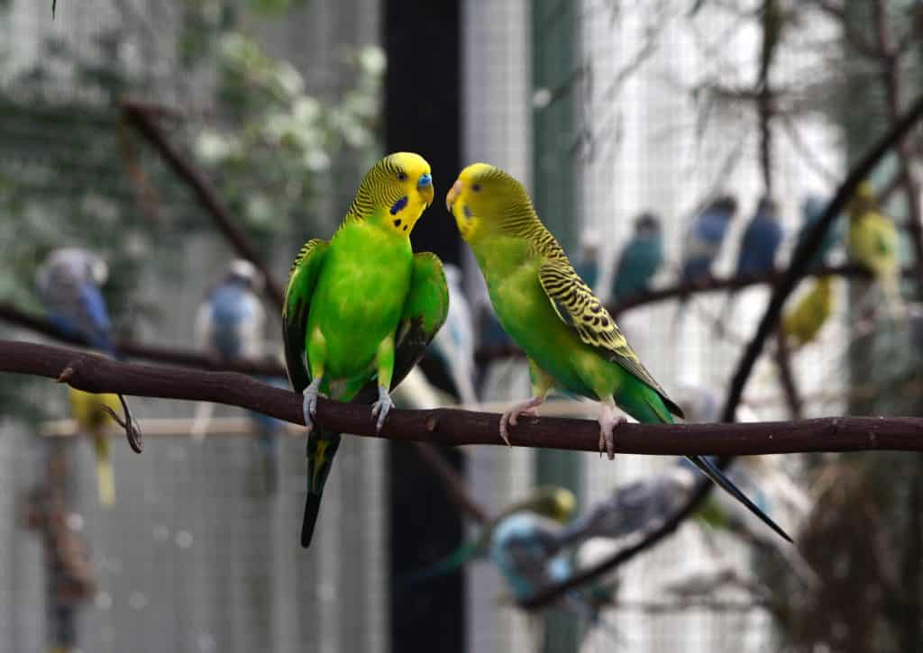 92156889 l How Do Parakeets Mate: How it Works, Gestation Period, and More!