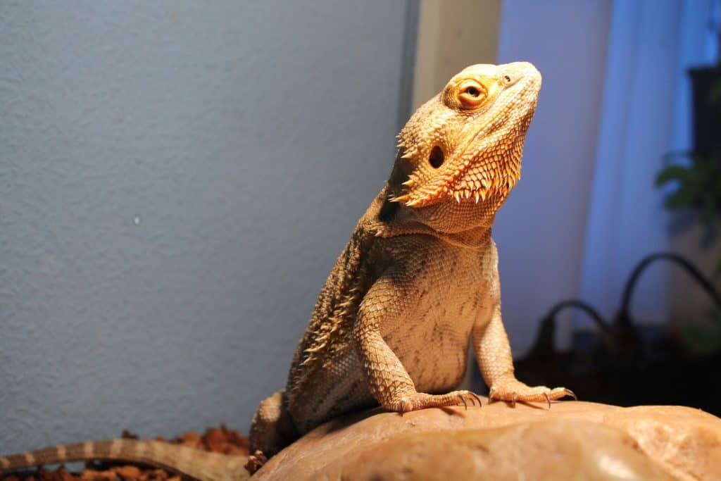 92568309 m Bearded Dragons as Pets: Dangers, Cost to Buy One, and Ease of Care