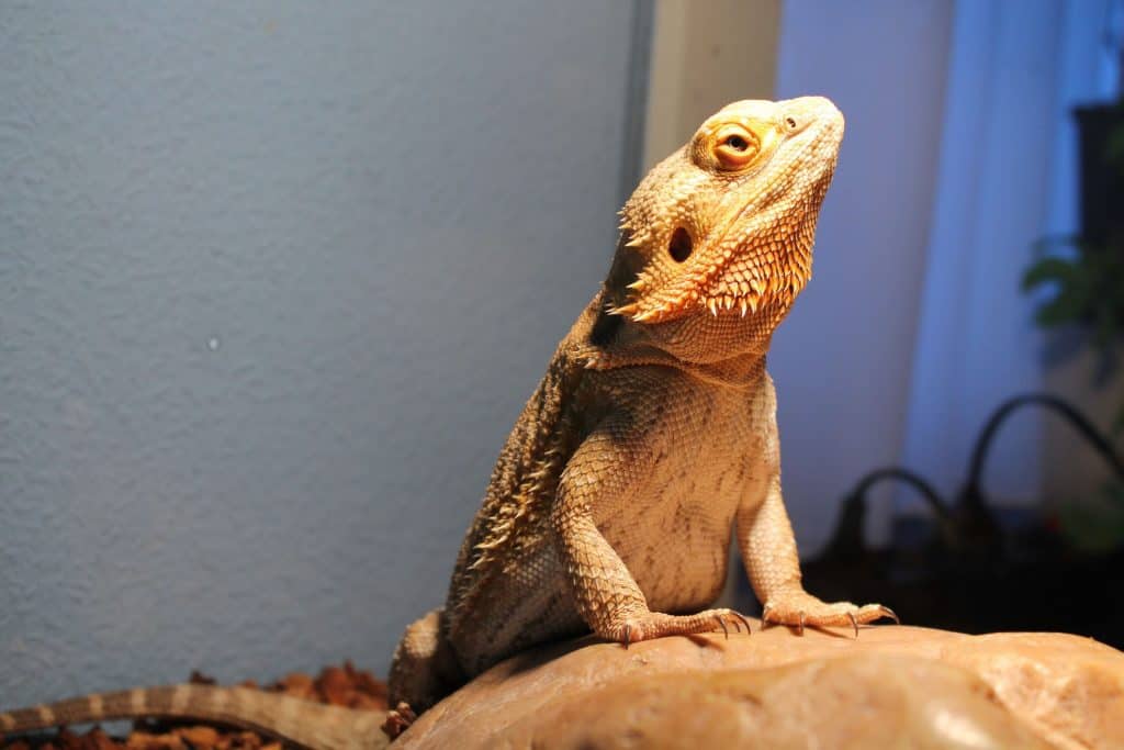 bearded-dragons-as-pets-dangers-cost-to-buy-one-and-ease-of-care