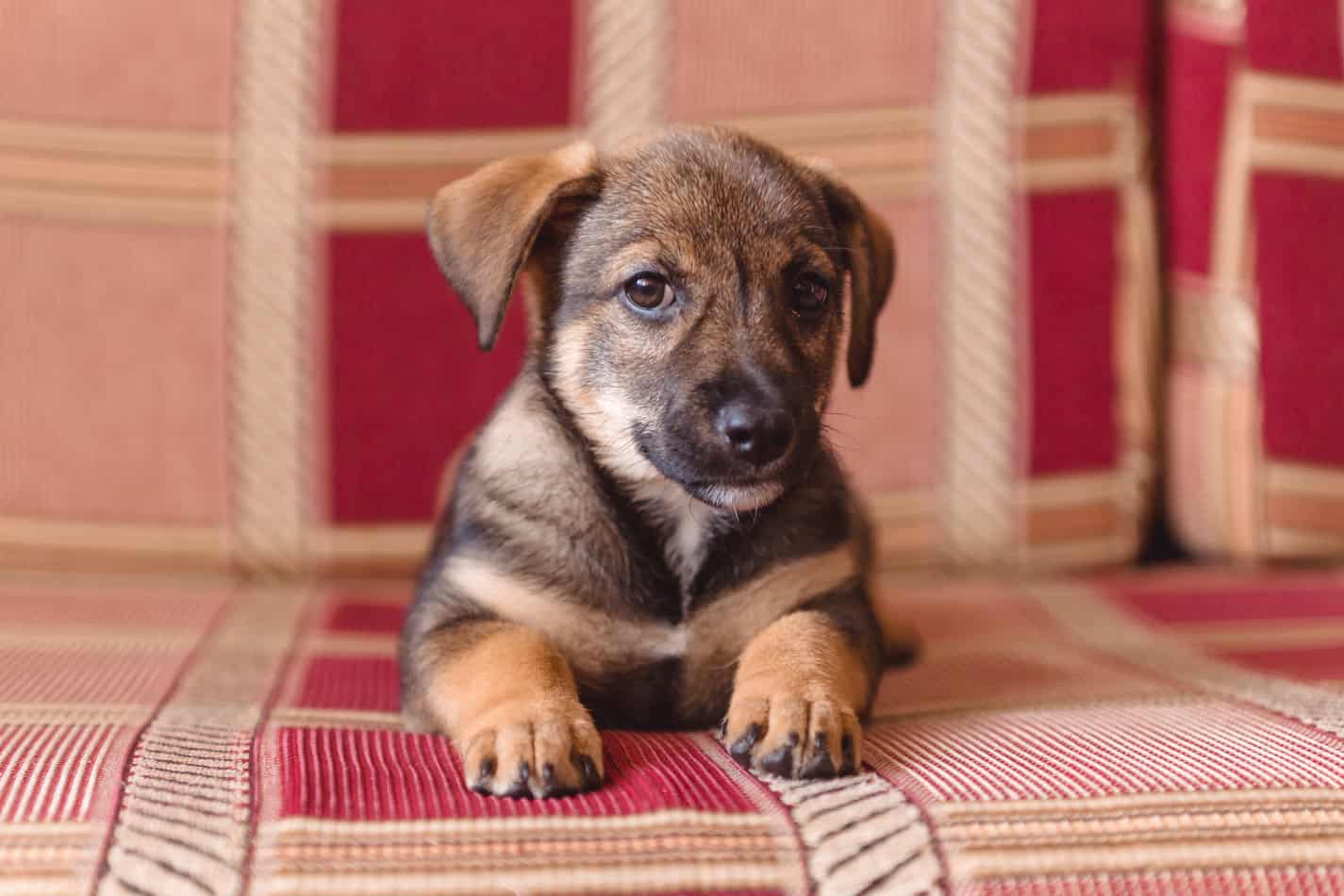 Husky/Labrador Mixes: A Complete Guide With Pictures ...