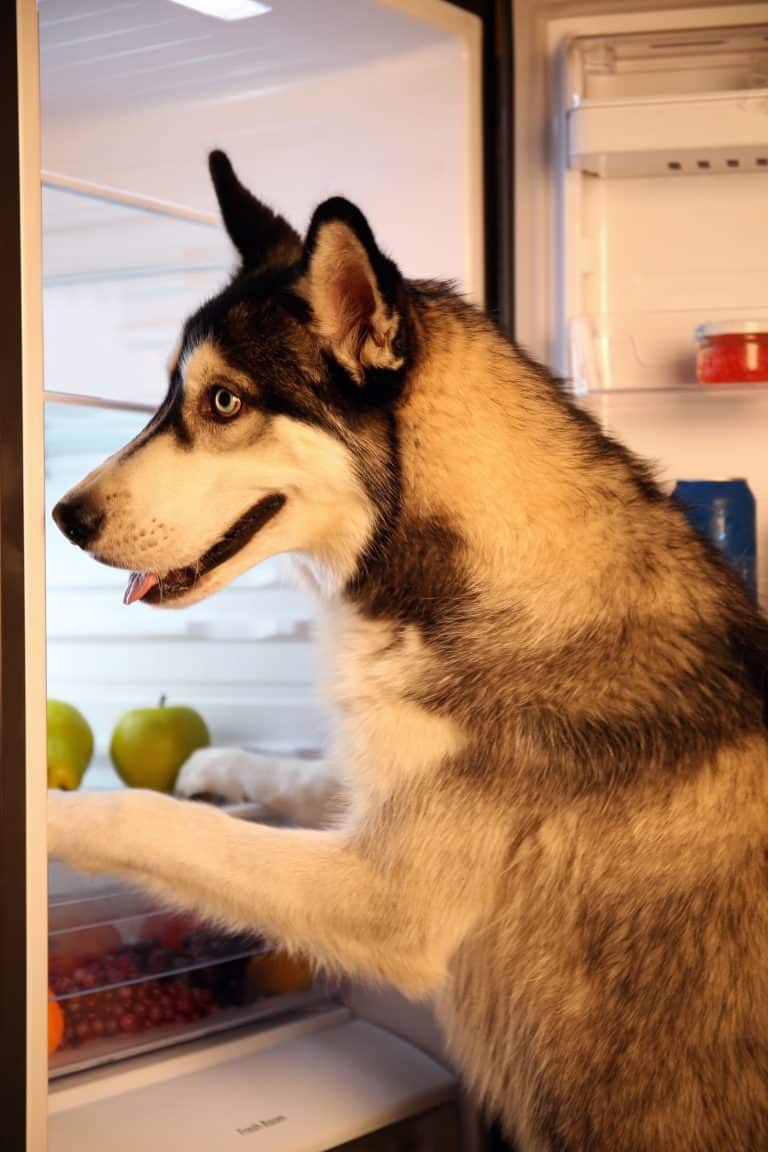 The Ultimate Guide to What Huskies Can (And Can’t) Eat