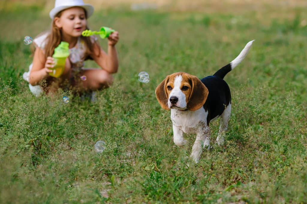 are pocket beagles good with kids