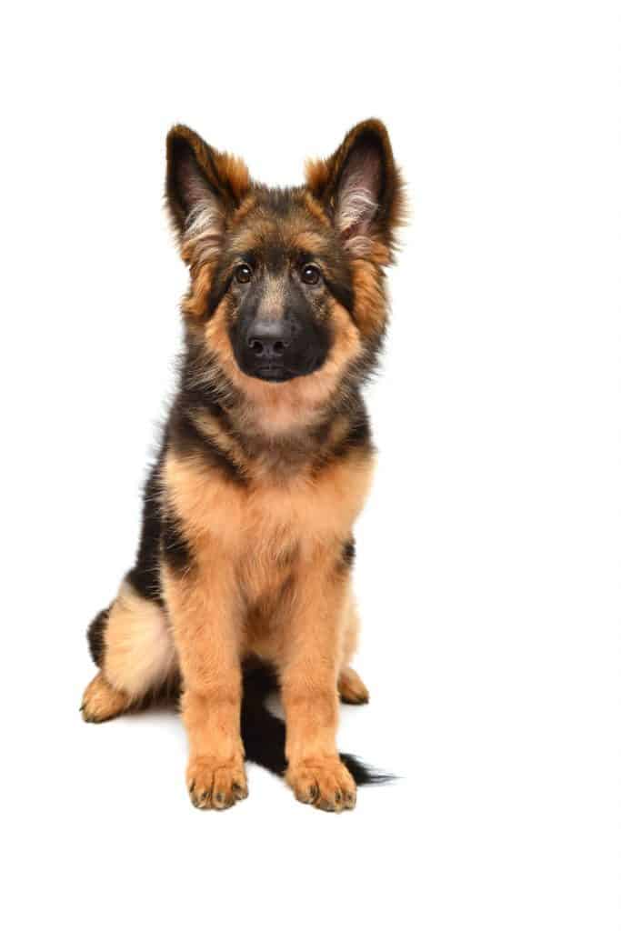Mini German Shepherds: Everything You Could Want to Know – Embora Pets
