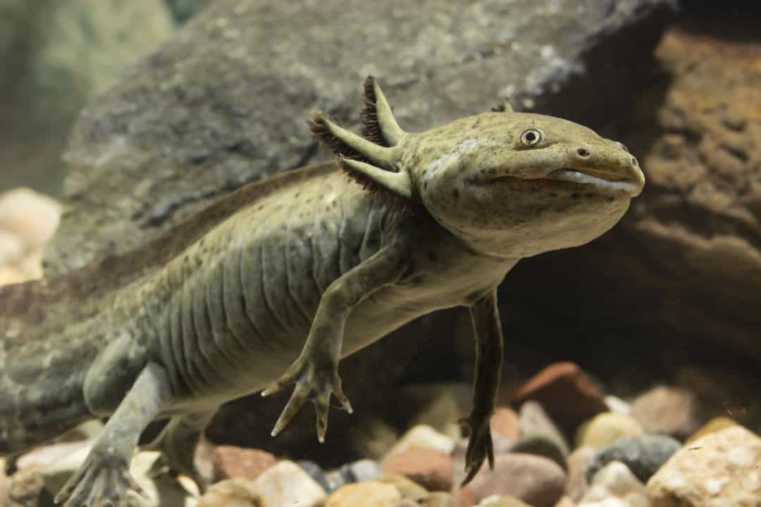 axolotl hides