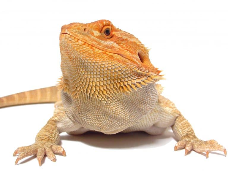 Bearded Dragons as Pets: Dangers, Cost to Buy One, and Ease of Care