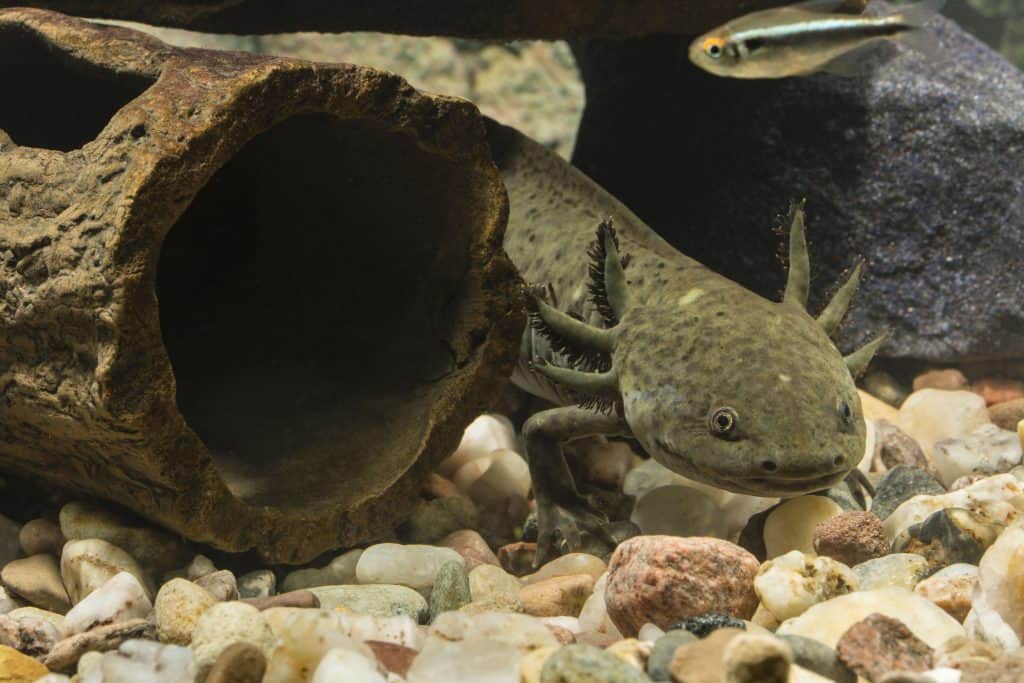 95406857 m 21 Amazing Axolotl Facts