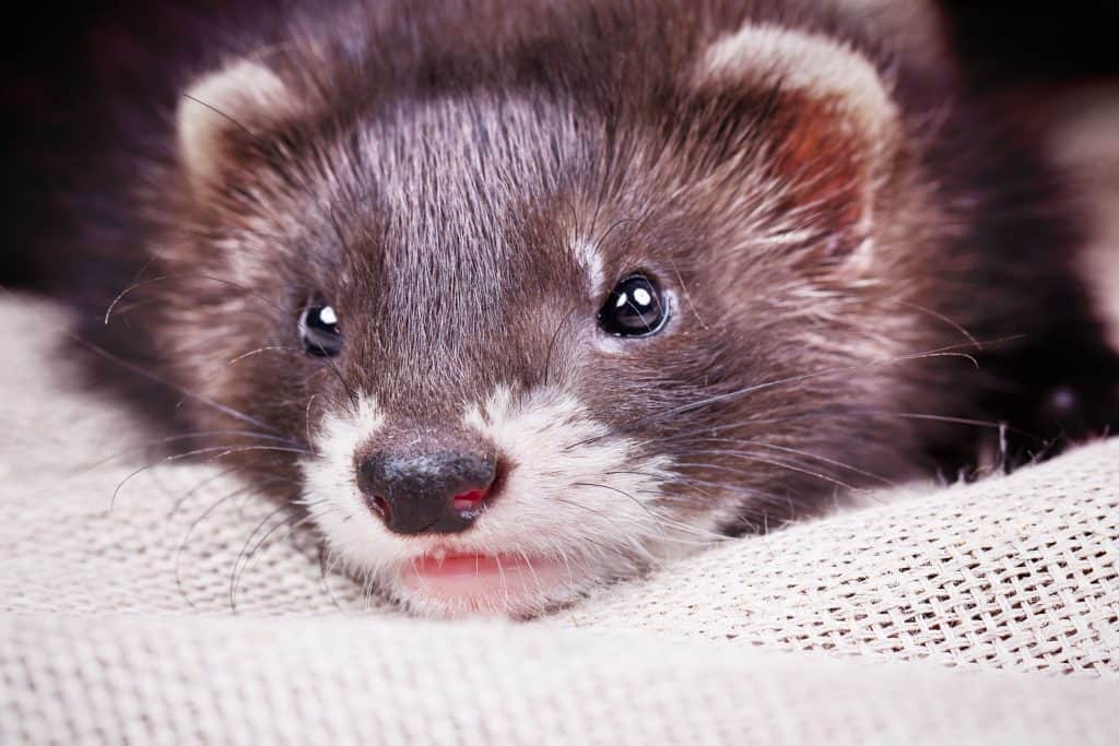 96299744 m Ferrets as Pets: how much do ferrets cost? What is Their Aggressiveness and Life Expectancy?