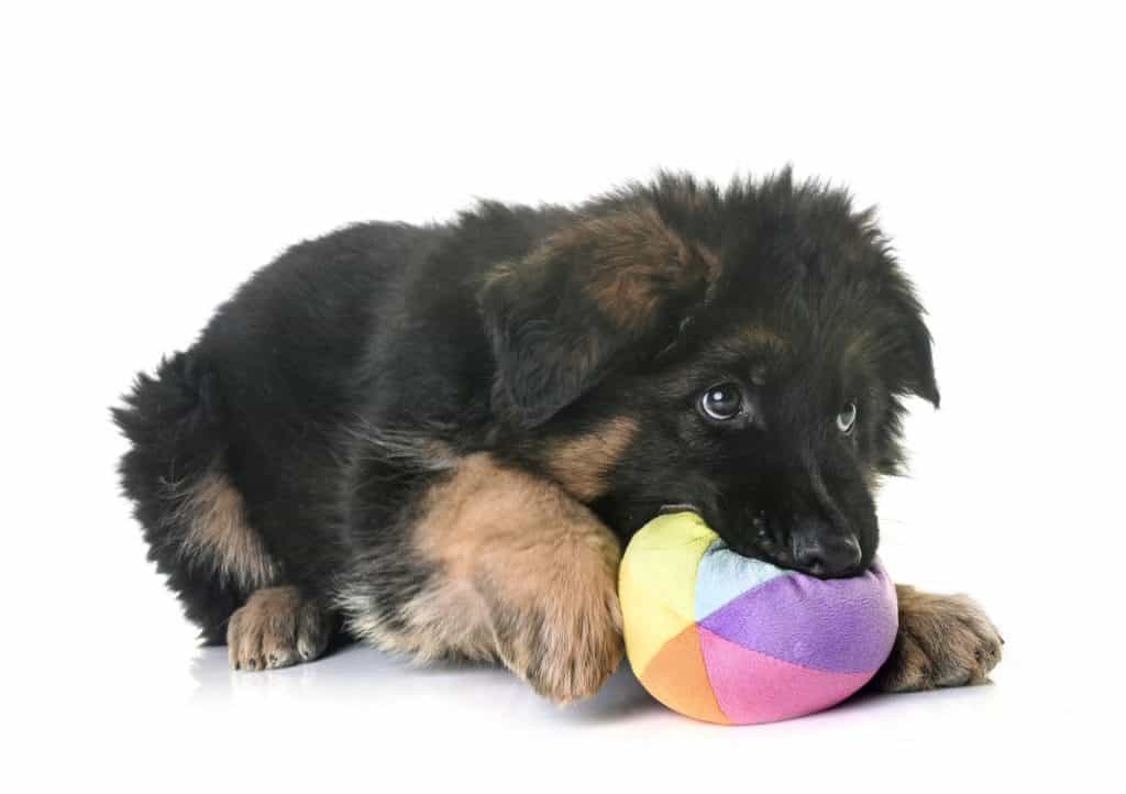 96801349 m German Shepherd Temperament: What's it Like Owning One?