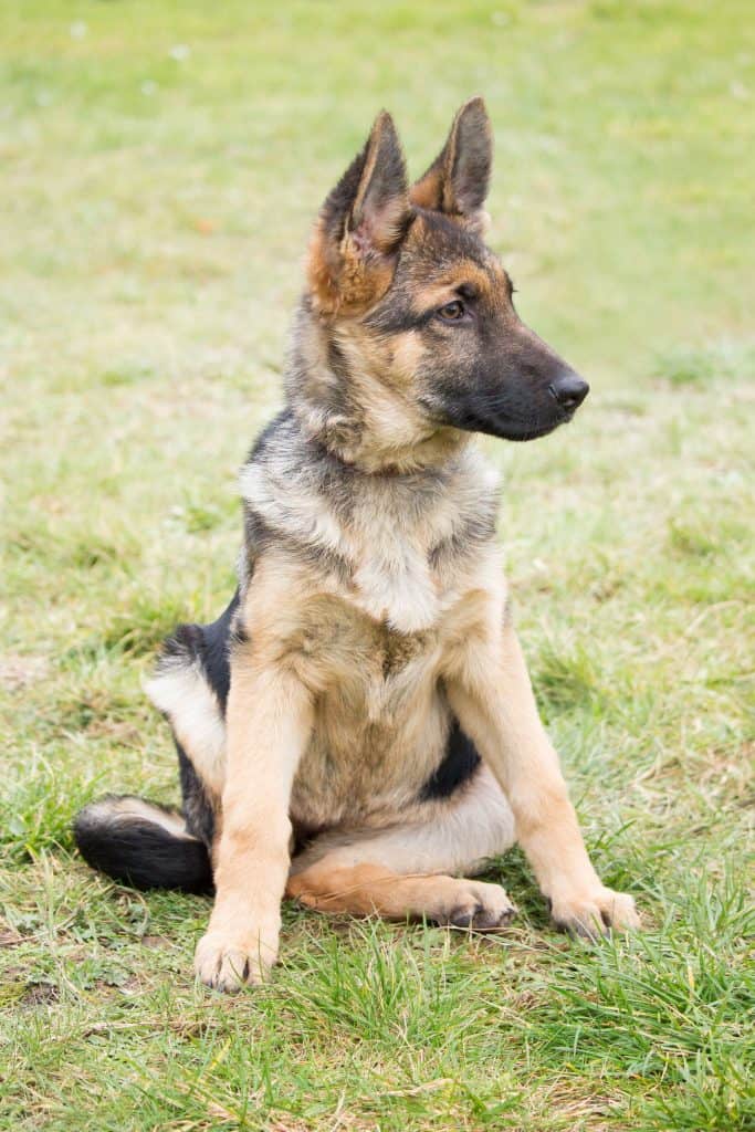96826011 m German Shepherd Temperament: What's it Like Owning One?