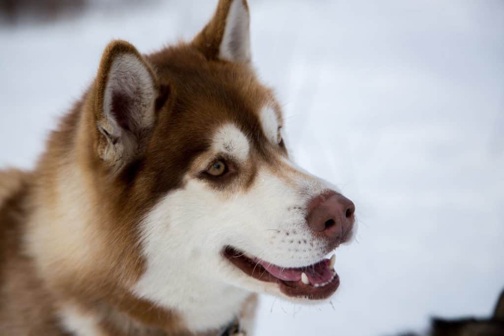 97587349 m Can Huskies Chew on Bones?