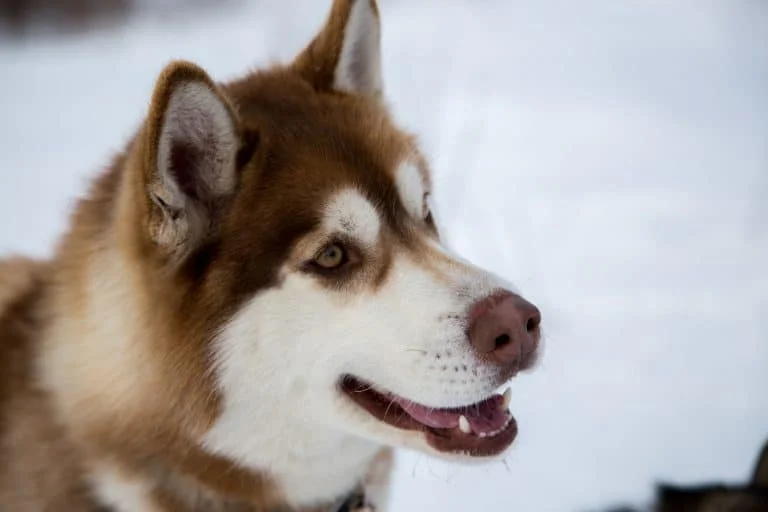 Huskies as Pets: Costs, Life Expectancy, and Temperament