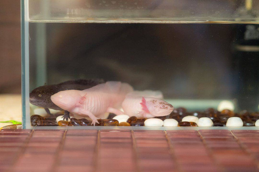 How Much do Axolotls Cost? What about the Accessories? Embora Pets
