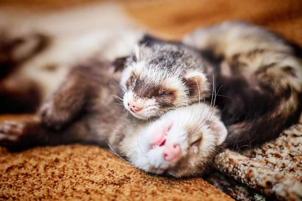 97639744 m Ferrets as Pets: Cost to Buy, Their Aggressiveness, and Life Expectancy