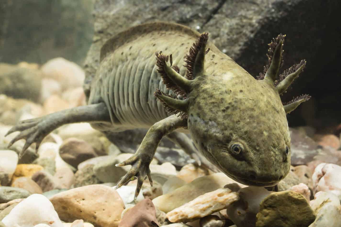 21 Amazing Axolotl Facts - Embora Pets