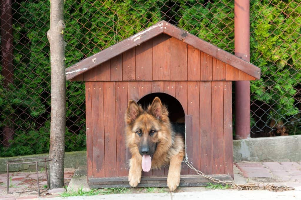 9861593 m Can German Shepherds live outside?