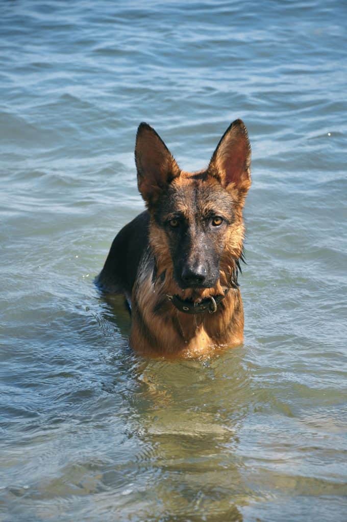 99664864 m Can German Shepherds Swim?