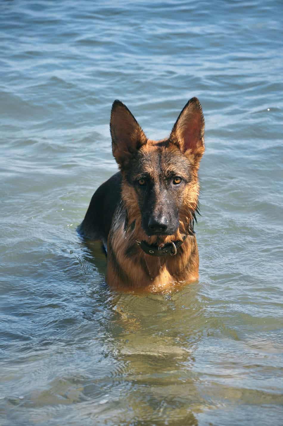 can german shepherd dogs swim