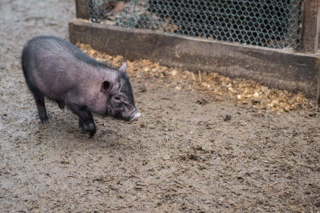 99692795 m Pot Bellied Pigs as Pets: If They are Good Pets and How Long They Live
