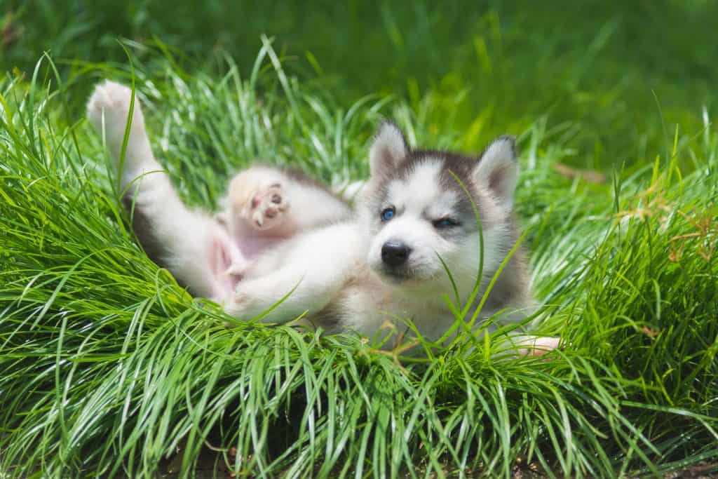 99944273 m Are Husky Puppies Good with Kids?