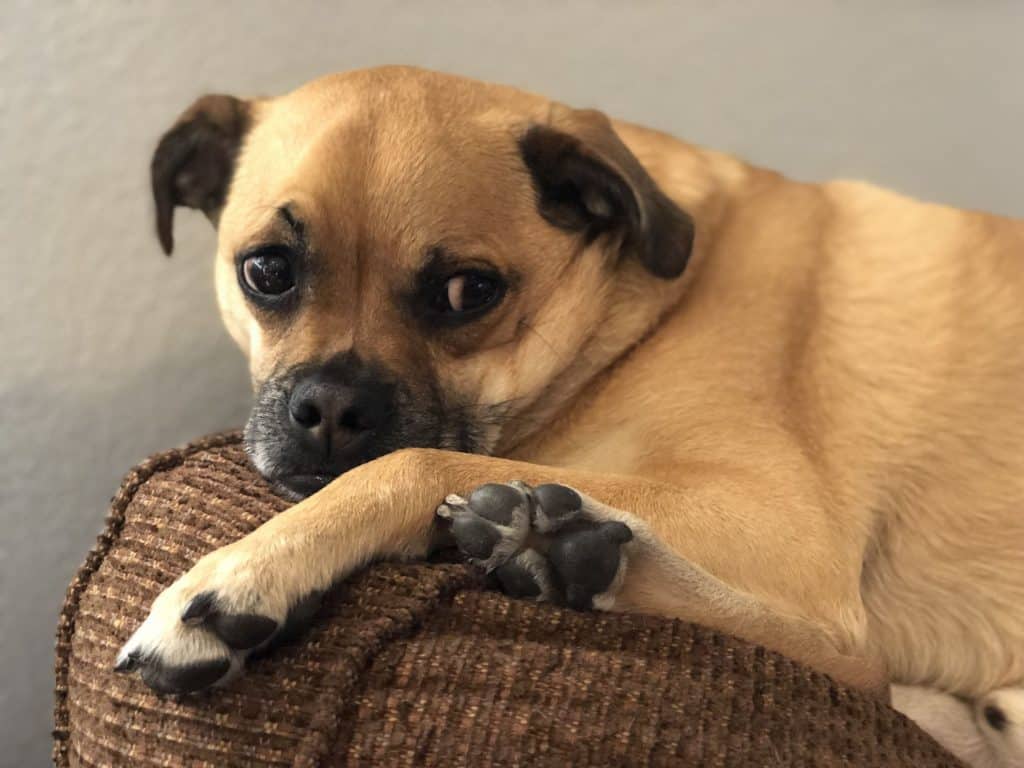 99996977 m Beagle/Pug Mixes: Pictures, Cost to Buy, and More!