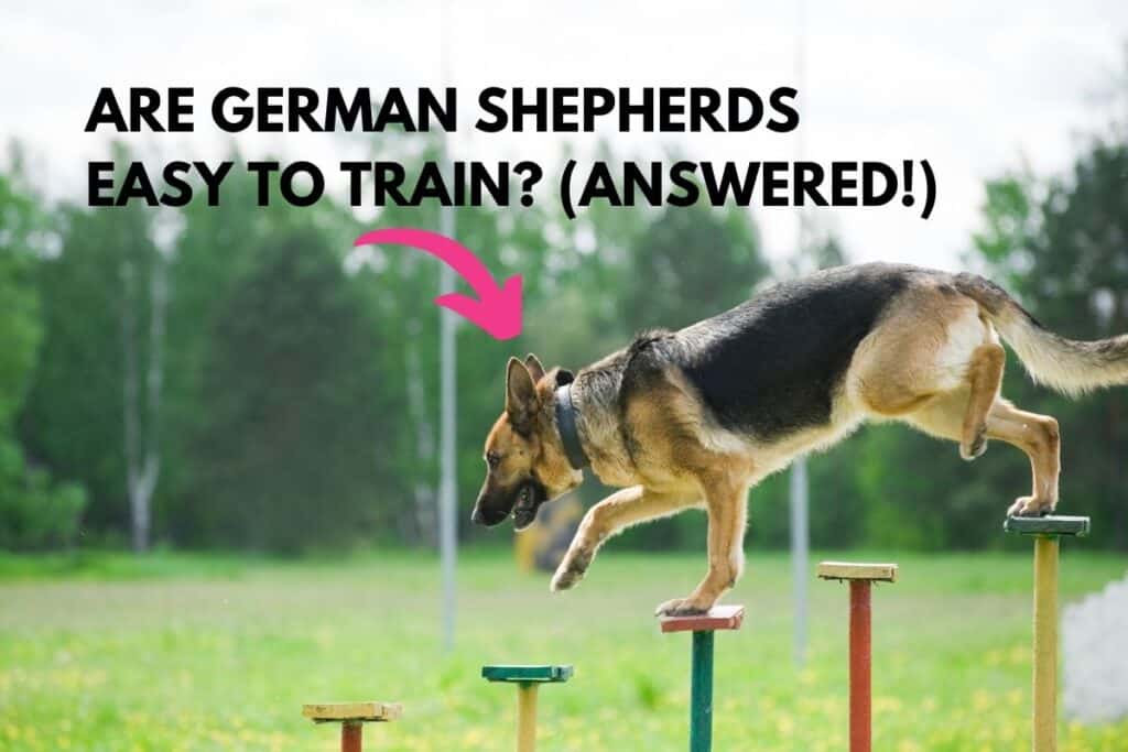 Are German Shepherds Easy to Train? (Answered!)