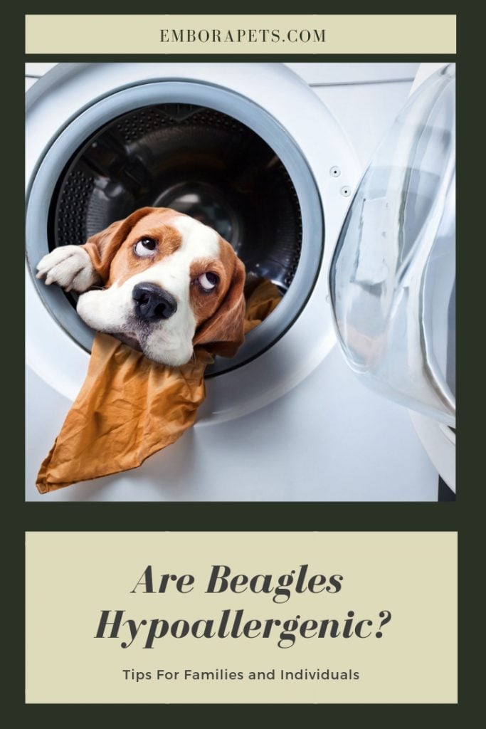 are beagles hypoallergenic dog breeds